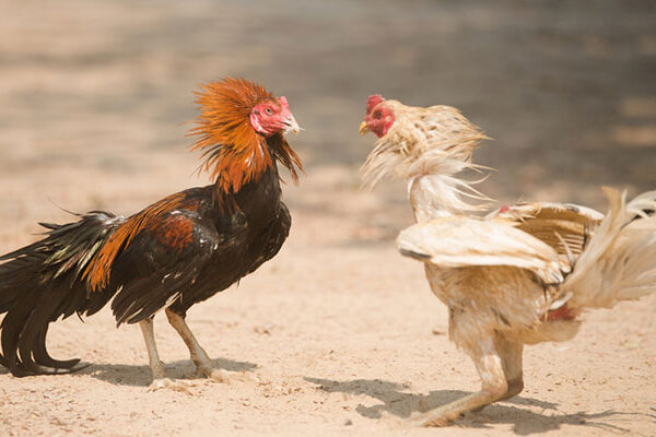 Tips Berjudi Sabung Ayam Online