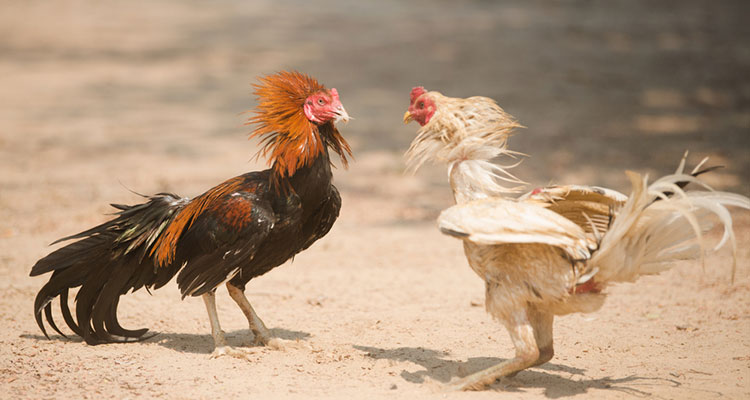 Tips Berjudi Sabung Ayam Online